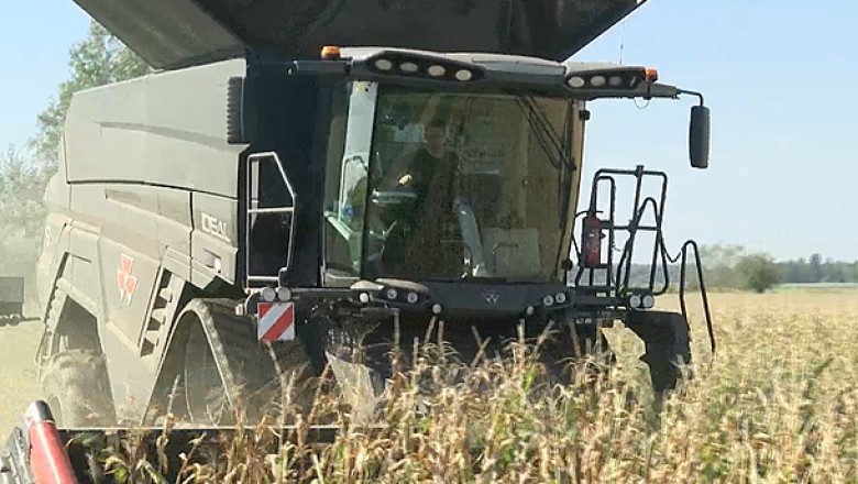 300 hektarų kukurūzais užsėjęs ūkininkas tikina – šiemet derlius nedžiugina