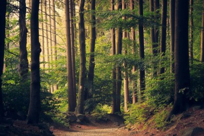 Akcijos metu miškininkai su medžiotojais apsaugojo 600 tūkst. medelių nuo kanopinių žvėrių