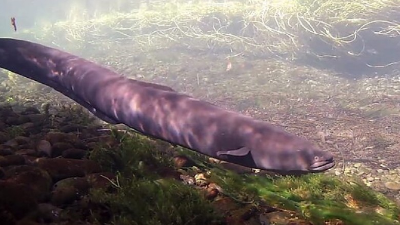 Šeši draudžiamu būdu pagauti unguriai žvejui kainuos iki 5 tūkst. eurų