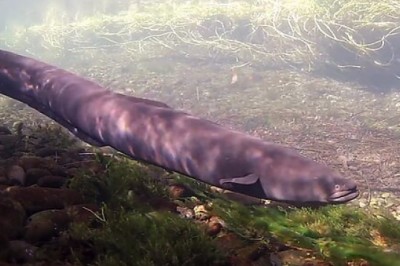 Šeši draudžiamu būdu pagauti unguriai žvejui kainuos iki 5 tūkst. eurų