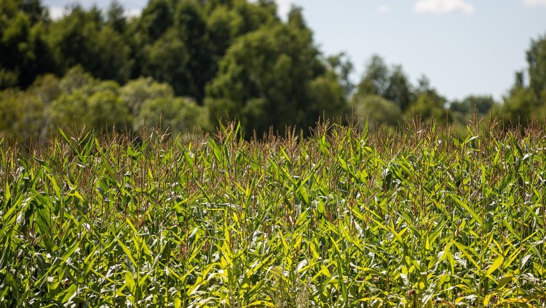 Vilniaus valdžia išpirks žemės sklypą Baltupiuose, kad išsaugotų žaliąją erdvę