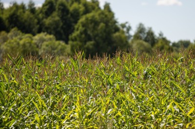 Vilniaus valdžia išpirks žemės sklypą Baltupiuose, kad išsaugotų žaliąją erdvę