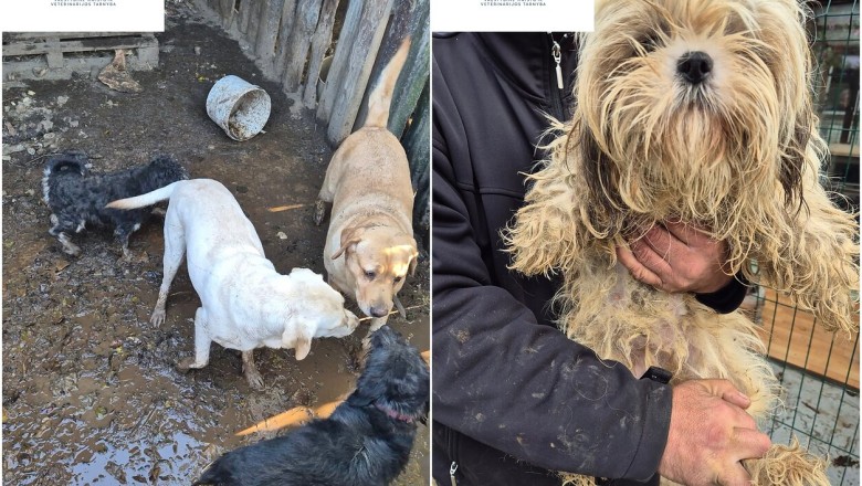 VMVT Varėnos rajone konfiskavo 57 netinkamomis sąlygomis laikytus šunis