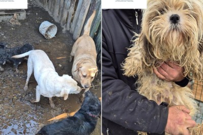 VMVT Varėnos rajone konfiskavo 57 netinkamomis sąlygomis laikytus šunis